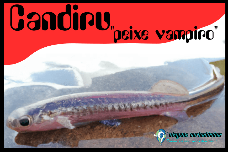 Candiru: o pequeno peixe vampiro